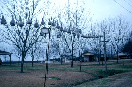 These gourd birdhouses in Wisner, Franklin Parish provide homes for martins which eat mosquitoes 