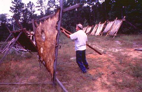 Herman Davis of Florien dries and stretches cow hides for chair bottoms. 