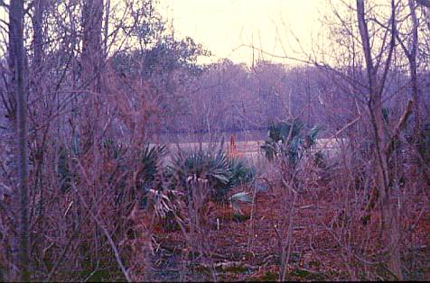 Palmetto thrives in low lying areas such as lower St. Martin Parish which was regularly burned in the past to increase soil fertility. Several cultural groups in Louisiana used palmetto in a variety of traditional crafts, but today the Houma Indians of Lafourche and Terrebonne Parishes are the most prolific craftsmen with this material.